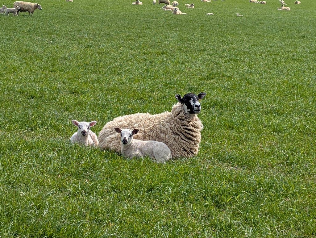 Mum & Young - Sheep - Original painting