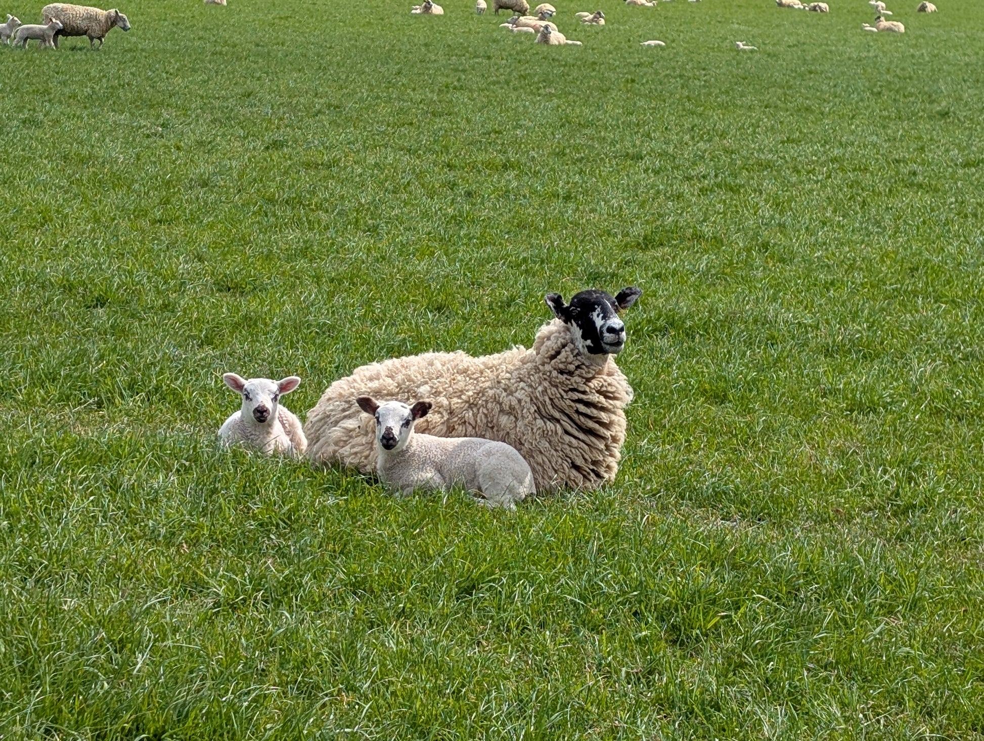 Mum & Young - Sheep - Original painting