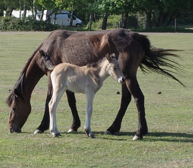 Mum & Young - Ponies - Original painting